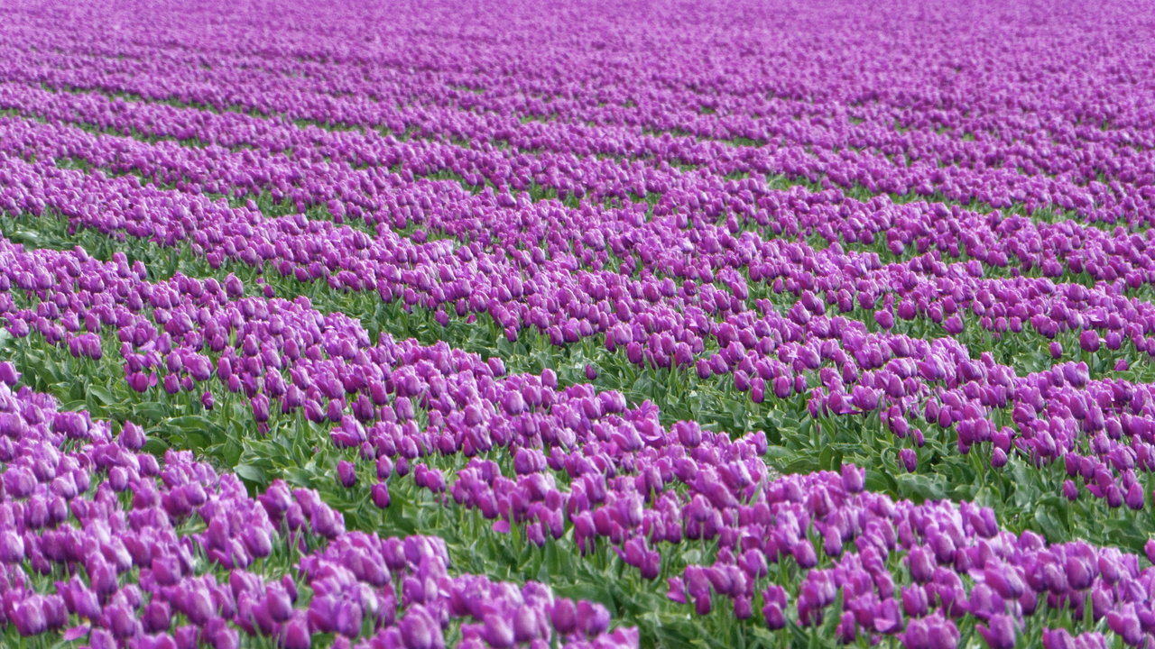 20140417 151801•Medemblik•North Holland•Netherlands